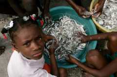 HAITIANS PREPARE FISH TO BE SOLD ON STREET