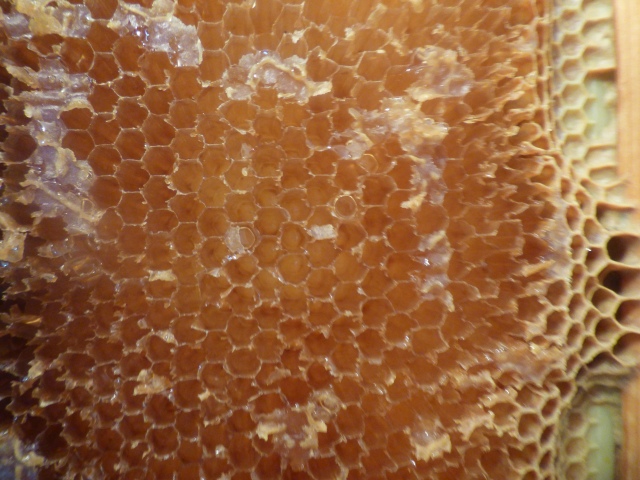 One of the honeycombs at the Franciscan Monastery of the Holy Land. (photo by Rhina Guidos)